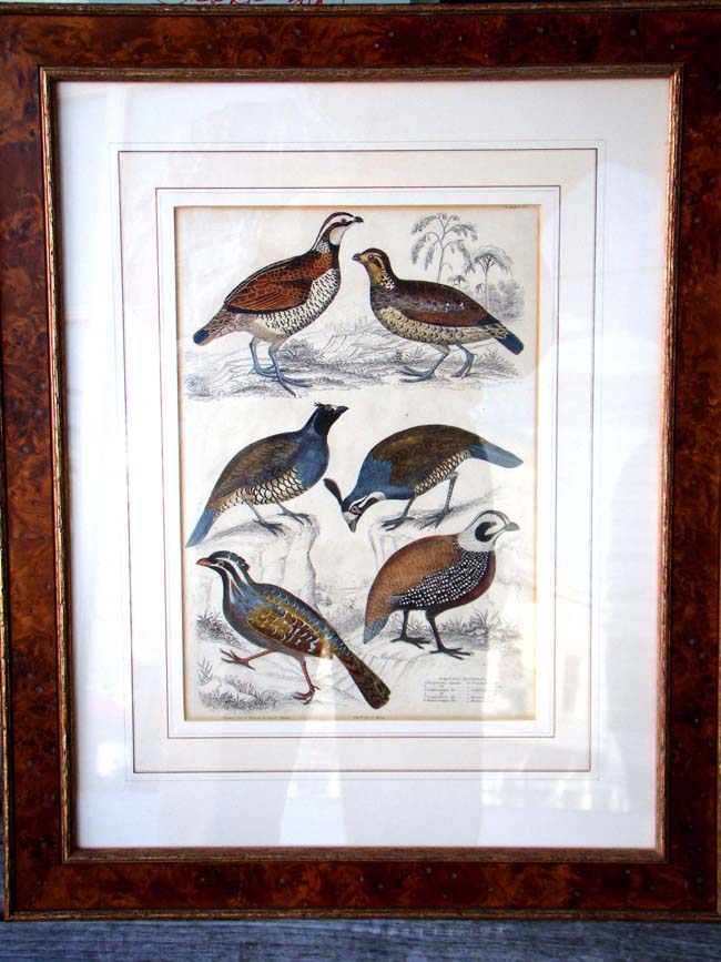 A wonderful framed 19th century hand colored engraving of Quails circa 1827